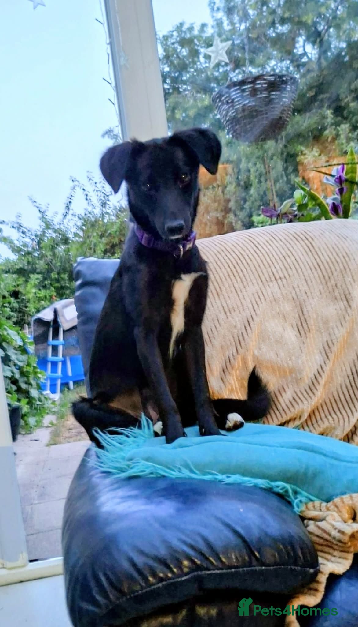 Mixed Breed dogs Purple for adoption - Advert 1