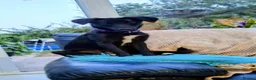 Mixed Breed dogs for adoption: Purple for adoption in Bedford - Advert 1