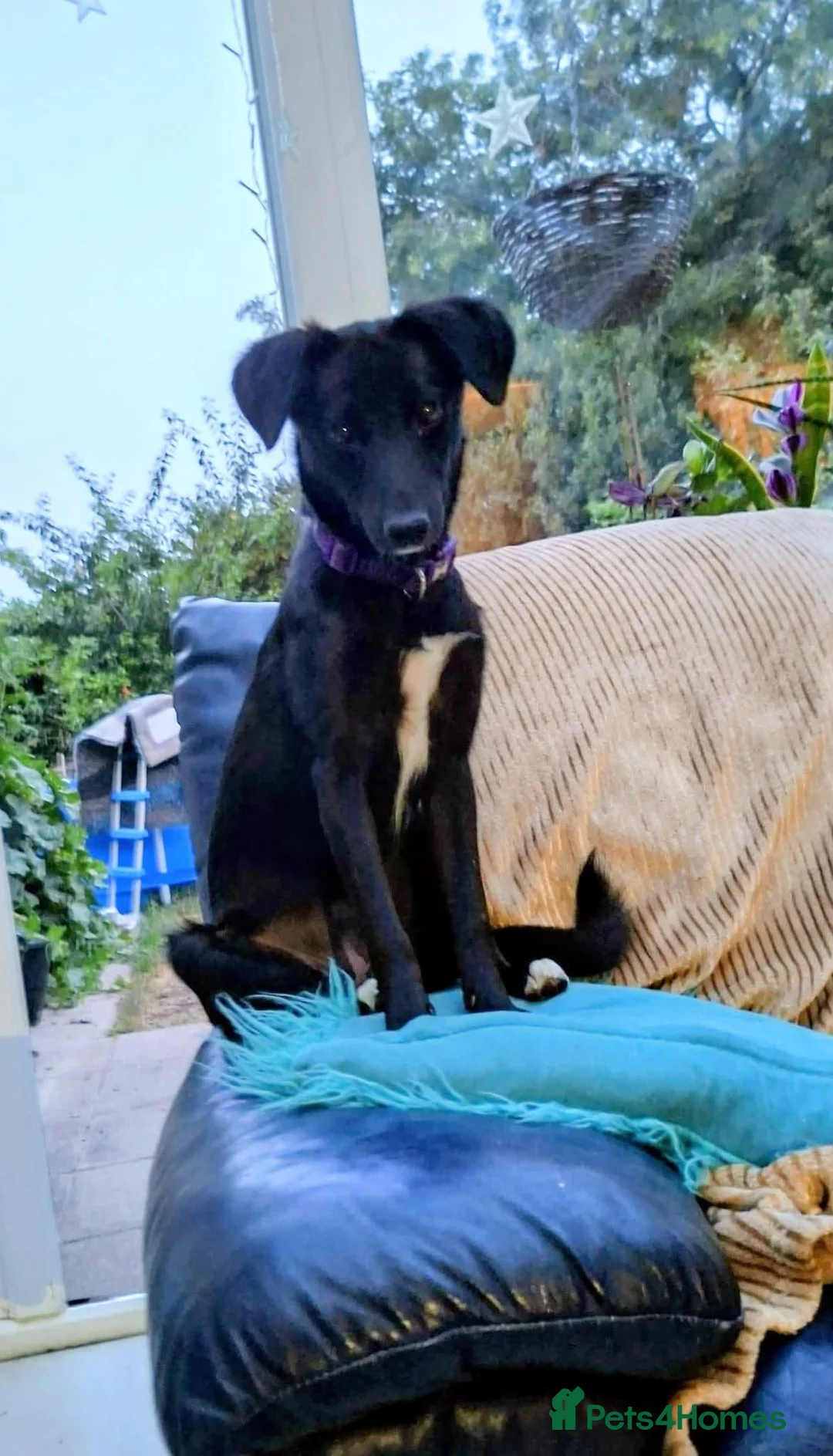 Mixed Breed dogs for adoption: Purple for adoption in Bedford - Advert 1