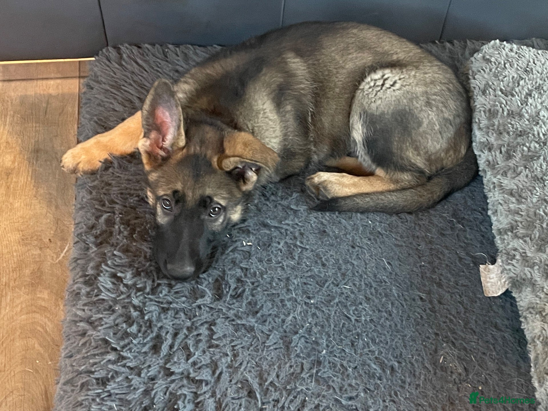 German Shepherd dogs STRAIGHT BACKED WORKING / PROTECTION DOGS - Advert 1