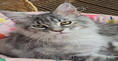 Maine Coon cats in Rotherham - Advert 11