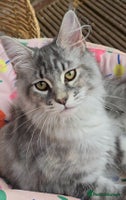 Maine Coon cats in Rotherham - Advert 5