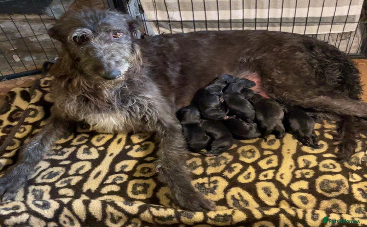 Deerhound dogs - Advert 1