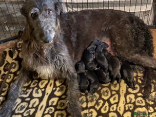 Deerhound dogs - Advert 2