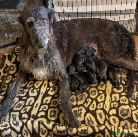 Deerhound dogs - Advert 1