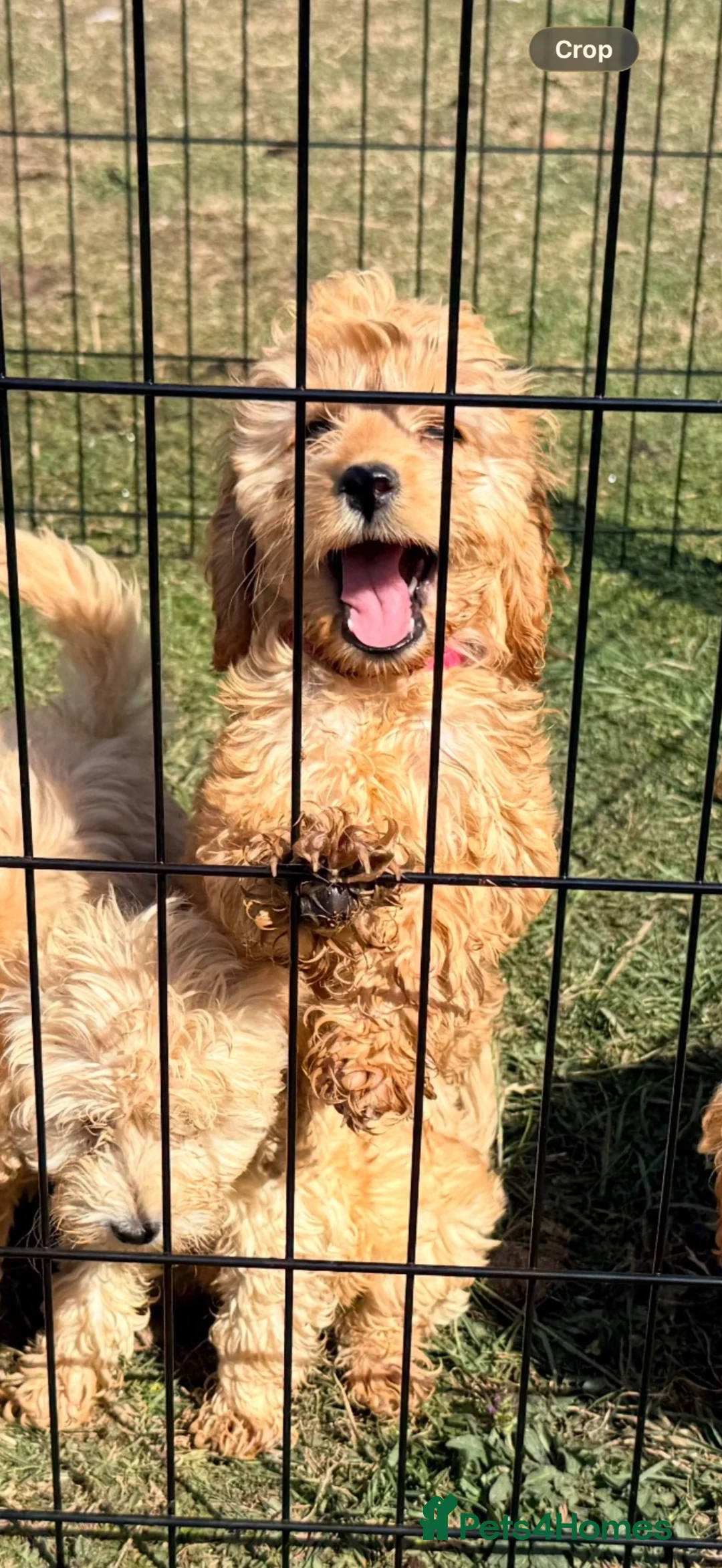 Cockapoo dogs for sale: GorgeousF1 apricot miniature cockapoo puppies  - Advert 2