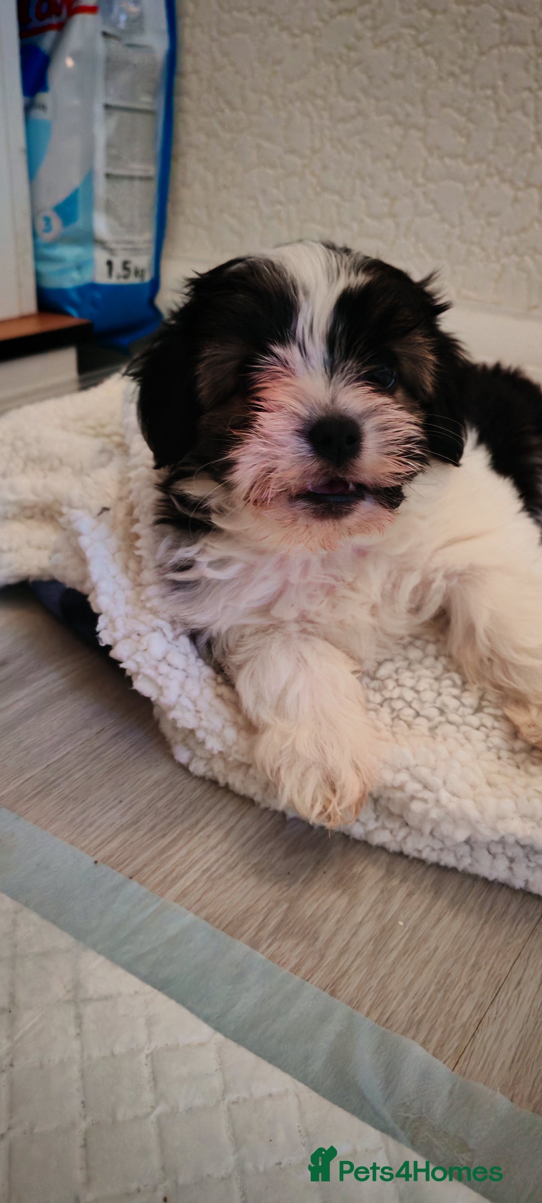 Shih Tzu dogs for sale: Beautiful full breed fluffy Shih Tzu boy  - Advert 7