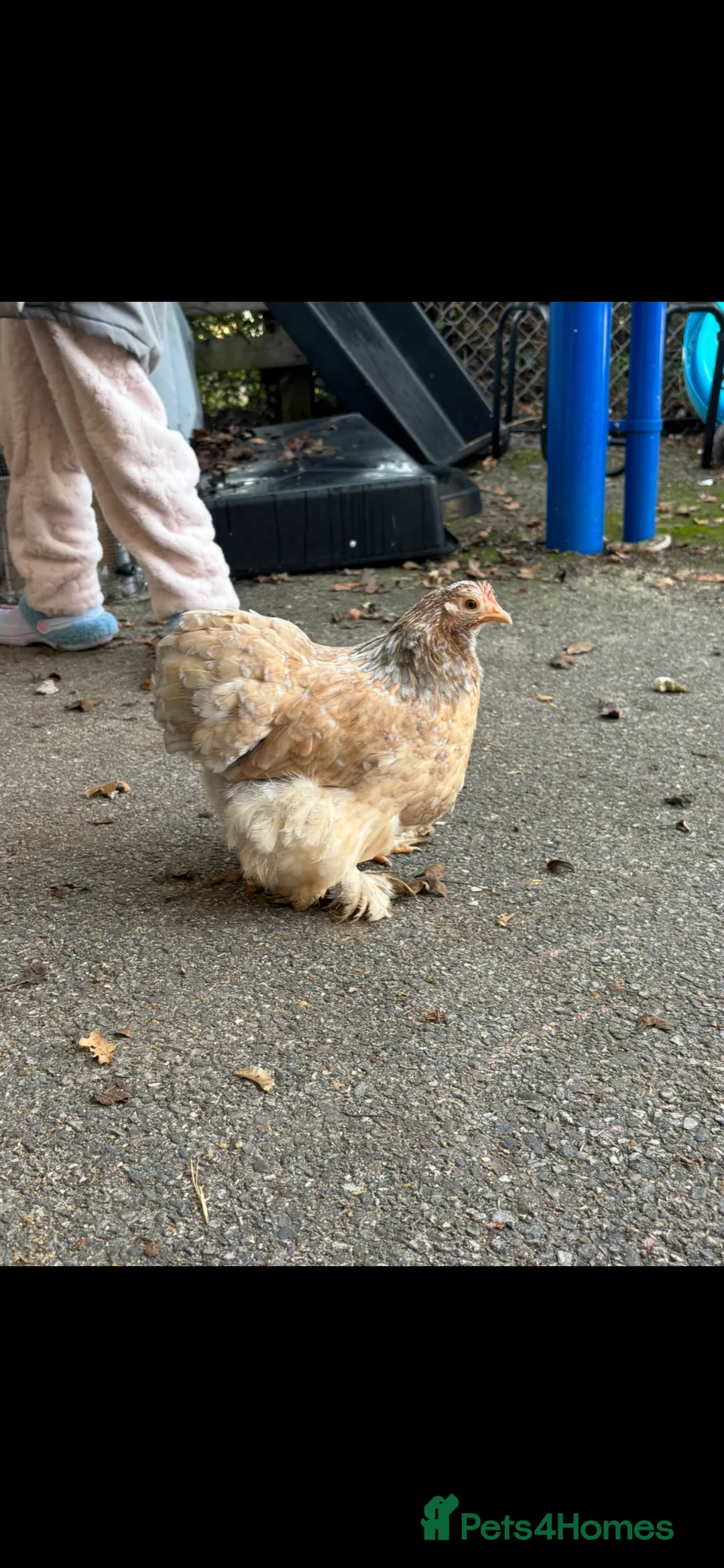 Chickens poultry for sale: Bantam hatching eggs  - Advert 2