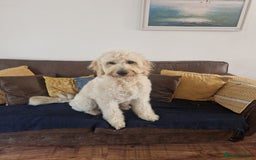 Goldendoodle dogs for stud: Beautiful large goldendoodle for stud - Image 11