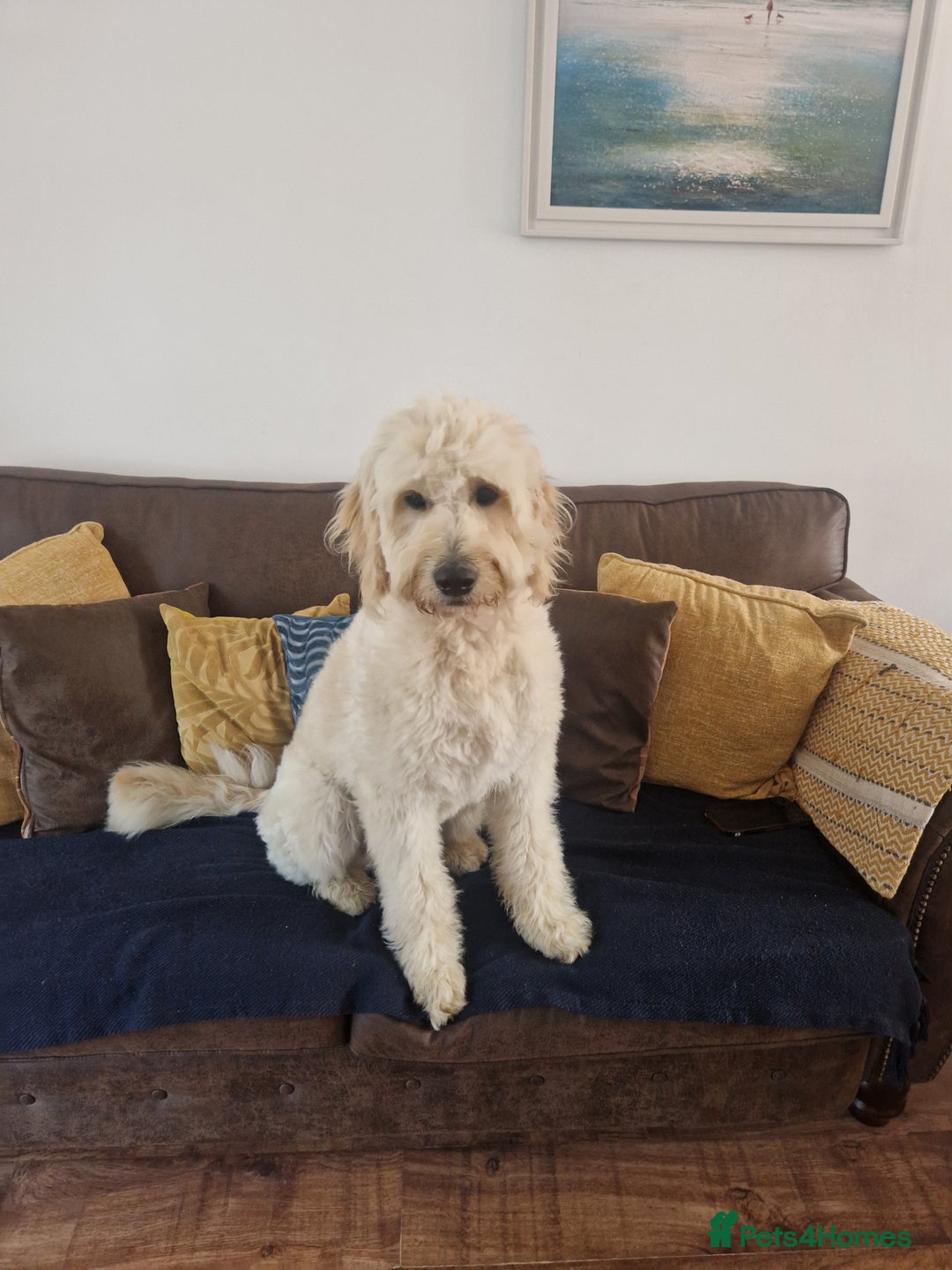 Goldendoodle dogs for stud: Beautiful large goldendoodle for stud - Image 11