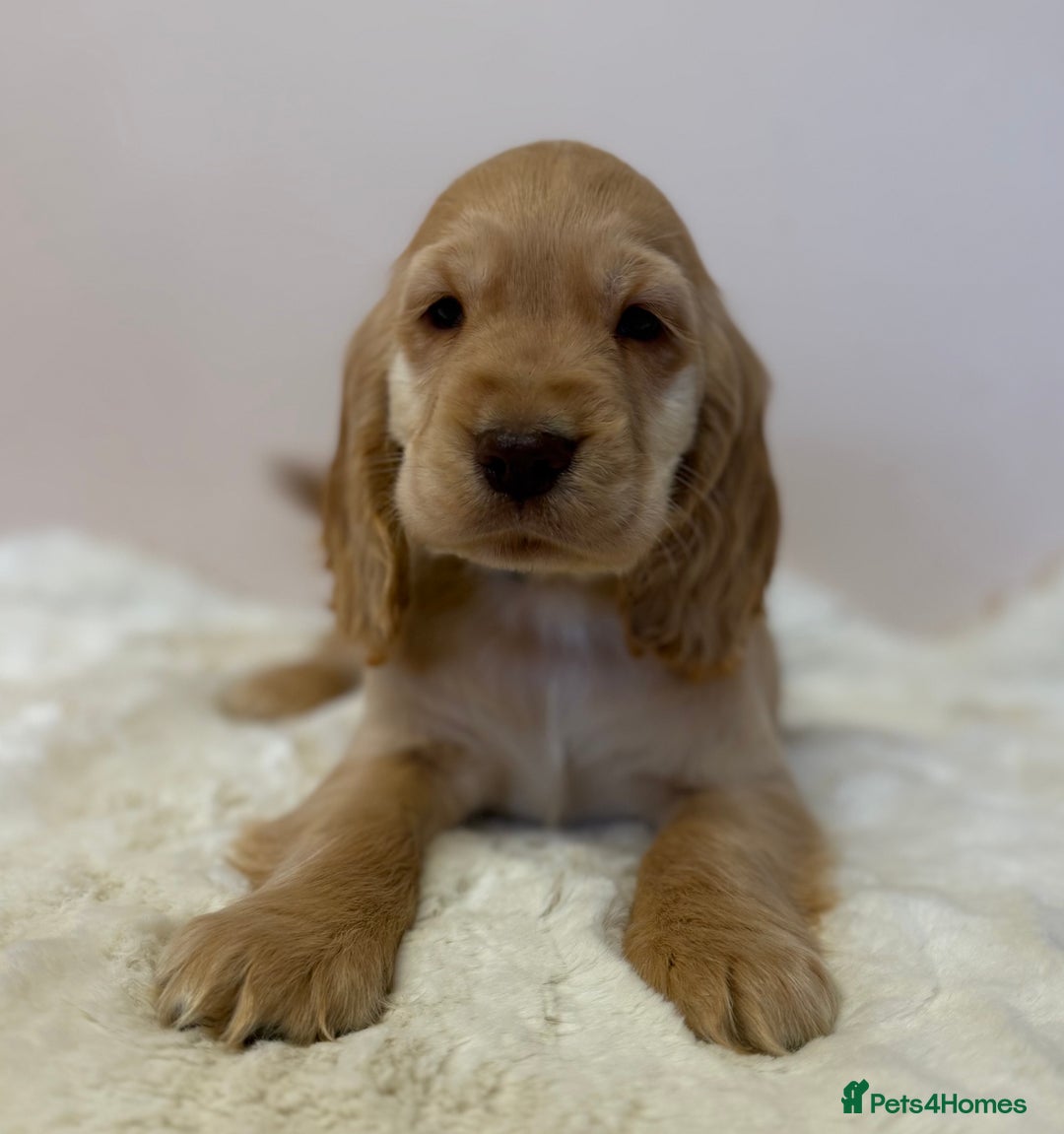 Cocker Spaniel dogs for sale: Golden Cocker Spaniel Puppies - Advert 10