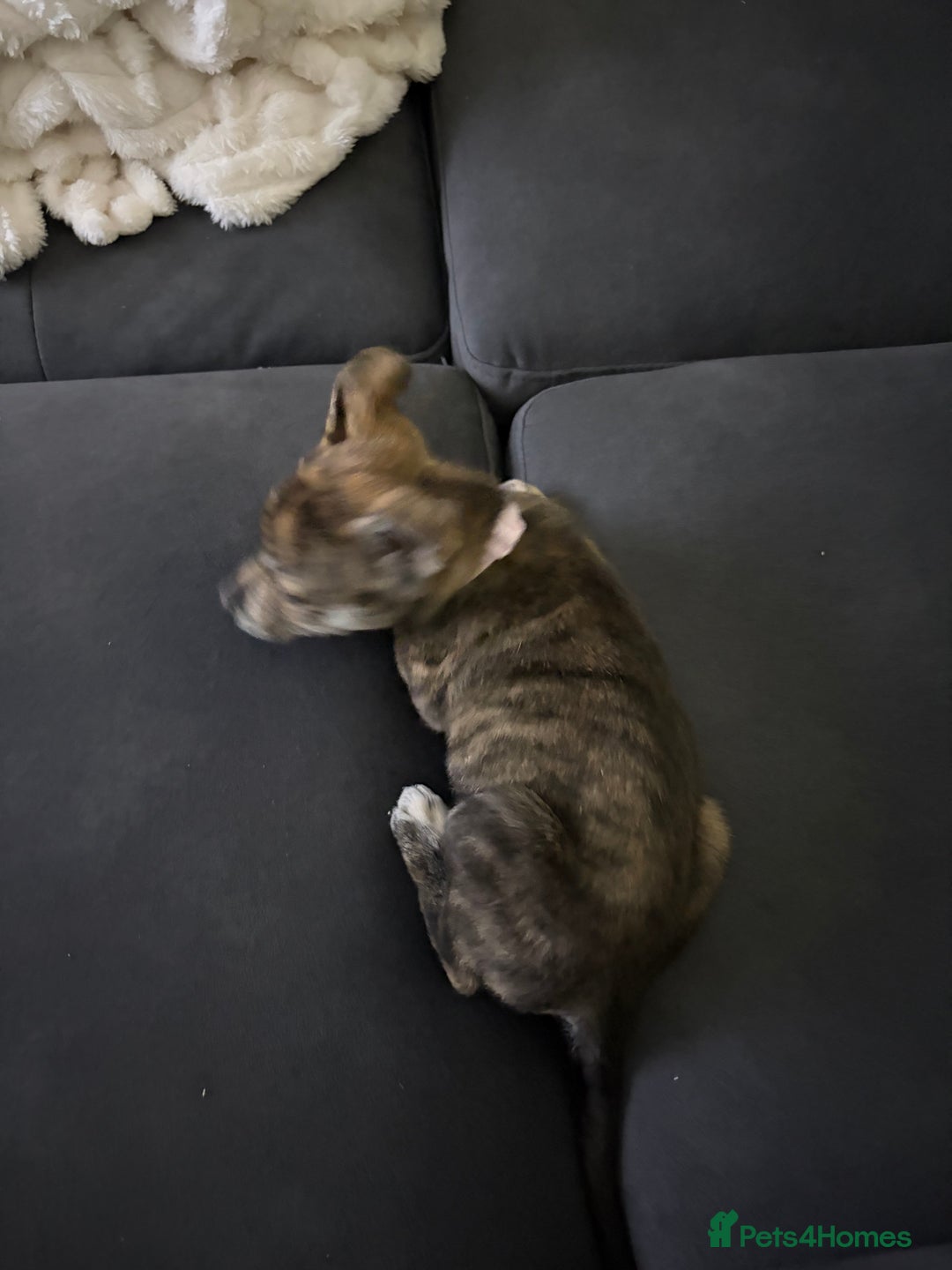 Mixed Breed dogs for sale: 4 months old puppy - Advert 4