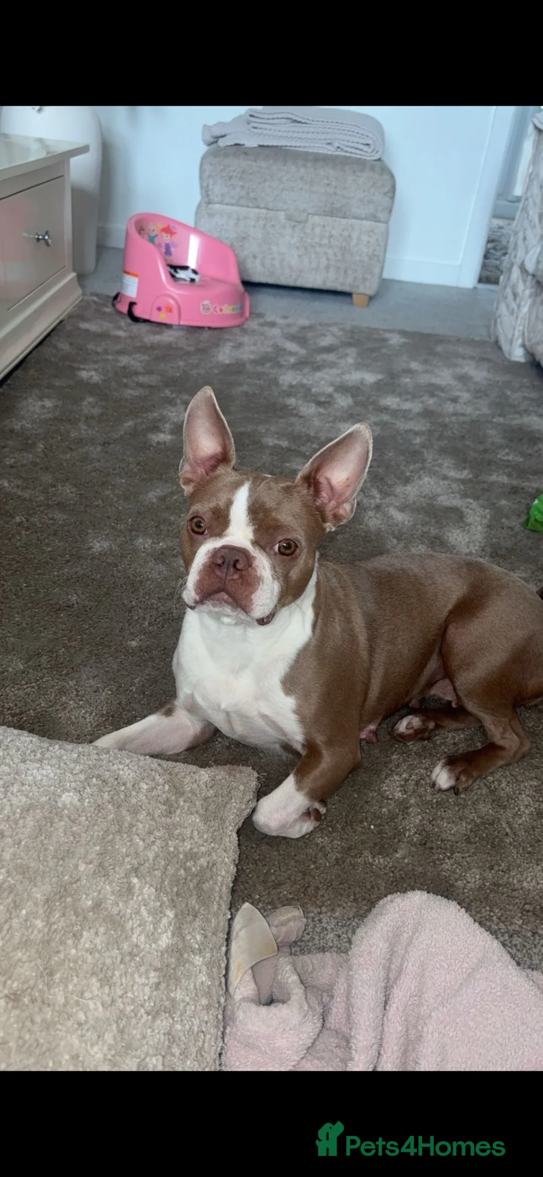 Boston Terrier dogs for sale: 4 beautifully marked Boston terrier puppies in Houghton le Spring - Advert 2