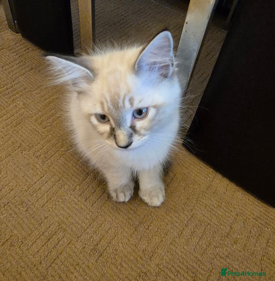 Turkish Angora cats for sale: Turkish angora  - Image 20
