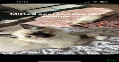 Ragdoll cats - Advert 5