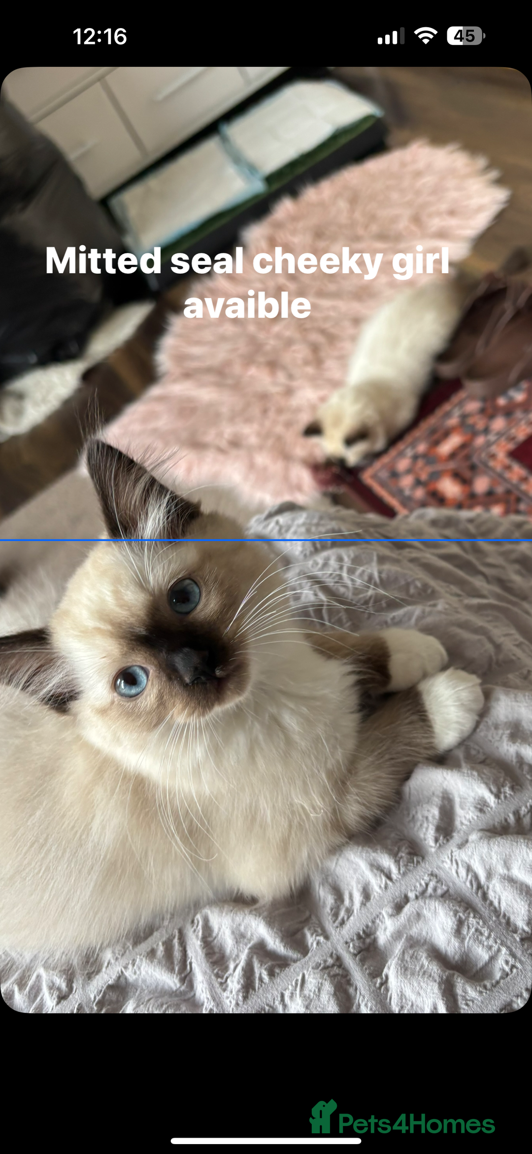 Ragdoll cats for sale: Ragdoll kittens - Image 2