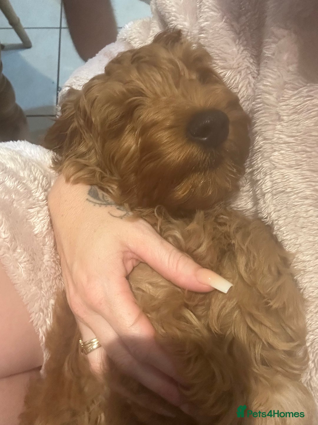 Cockapoo dogs for sale: Miniature cockapoo male for sale  - Image 3
