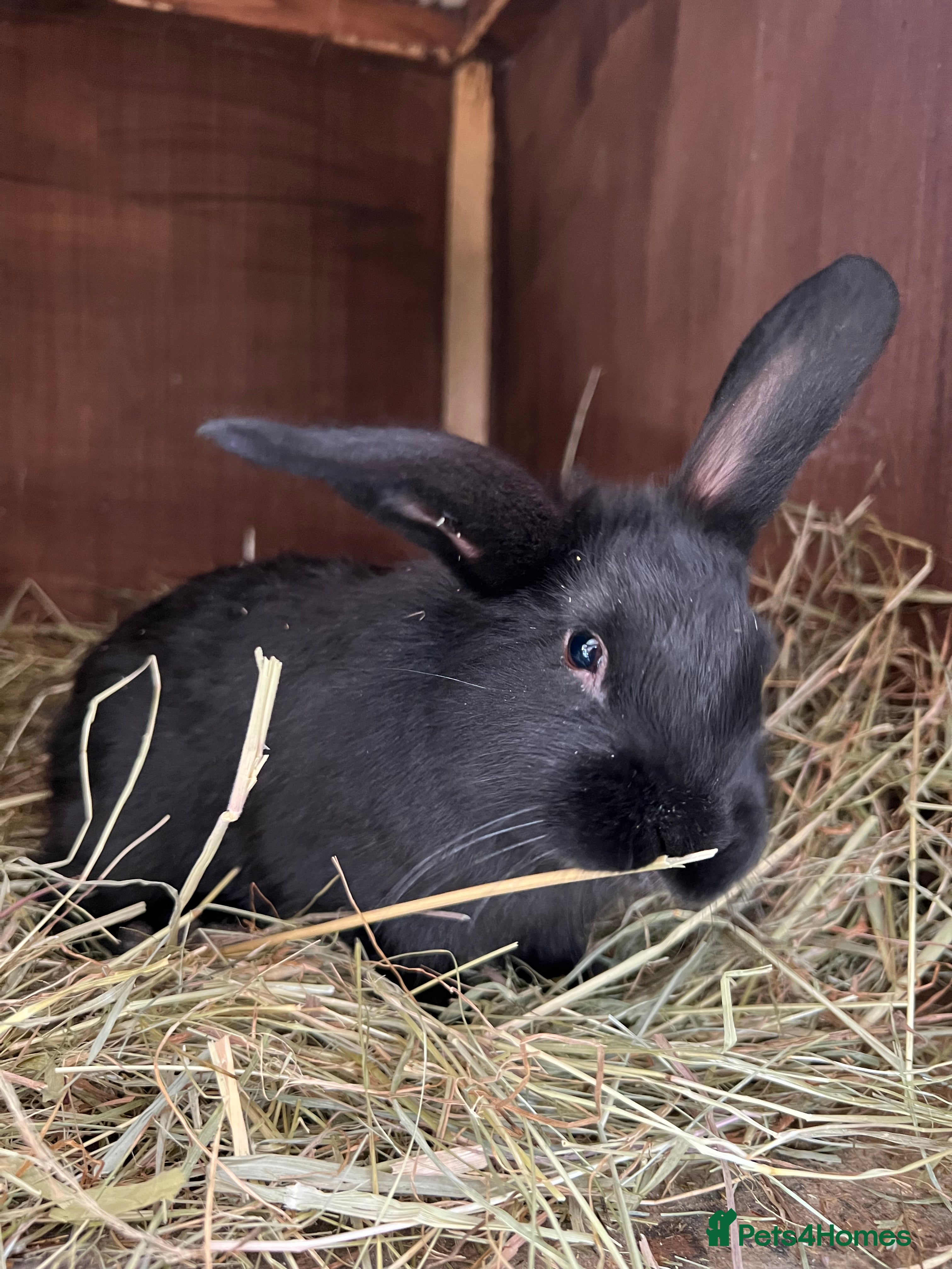 Mixed Breed rabbits Baby rabbits  - Advert 19