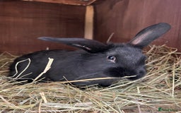 Mixed Breed rabbits for sale: Baby rabbits  - Advert 2