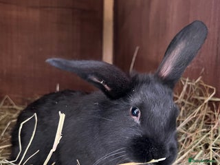 Mixed Breed rabbits Baby rabbits - Advert 14