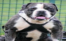 Alapaha Blue Blood Bulldog dogs for sale:  Loving Home Wanted for Hugo - The Sofa King 👑 - Image 6