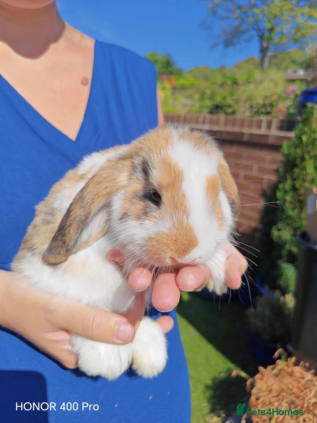Mini Lop rabbits for sale: Pure Bred Mini Lop - Advert 2