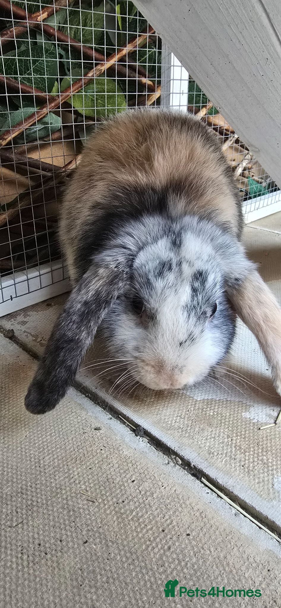 Mouse rodents 13 week old rabbit male - Advert 10