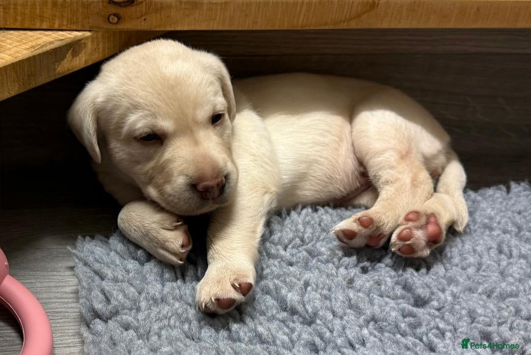 Labrador Retriever dogs for sale: Beautiful KC Labrador Pups - 2 x Yellow Girls  - Image 7
