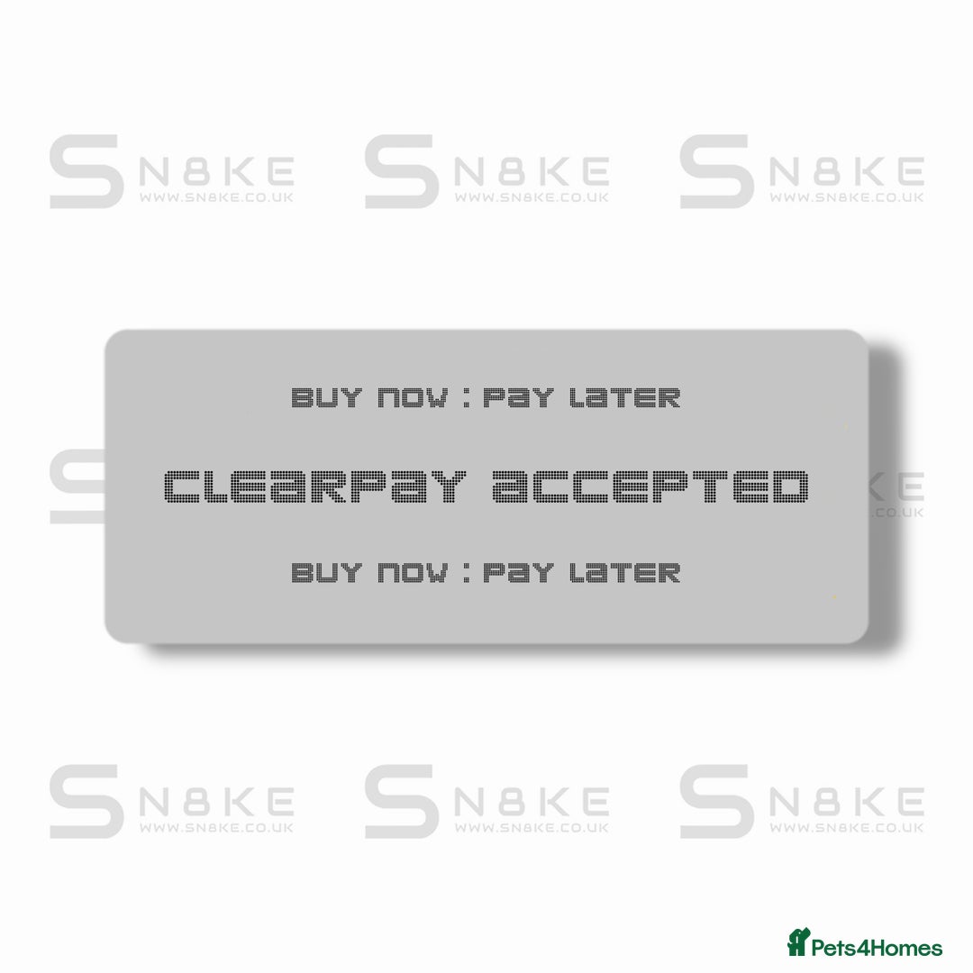 Gecko reptiles for sale: OCELOT GECKO BABIES - Advert 3