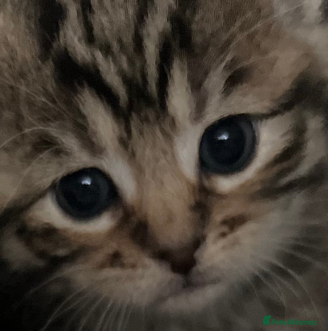 Mixed Breed cats for sale: CLEMENTINE’S CUTIES - (MUM with BENGAL)   - Advert 5