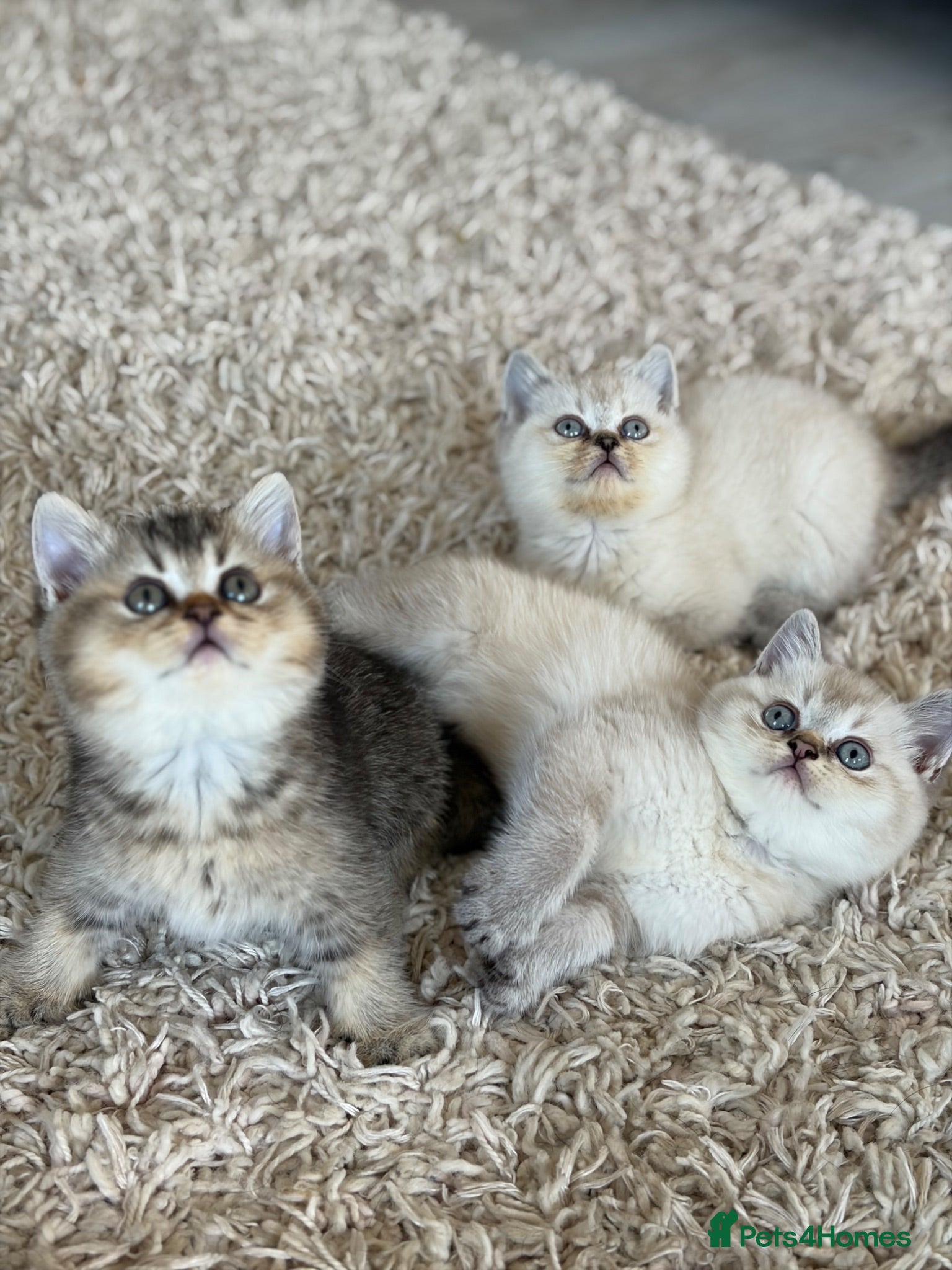 British Shorthair cats 🥇lilac colour point, GCCF BSH kittens ready now - Advert 1