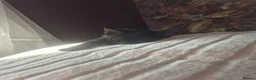 Mixed Breed cats for sale: 3 beautiful loving and playful kittens for sale - Advert 7