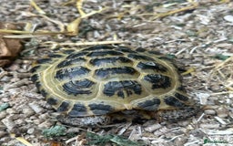 Tortoise reptiles for sale: Two adult horsefield tortoises with set up - Image 3
