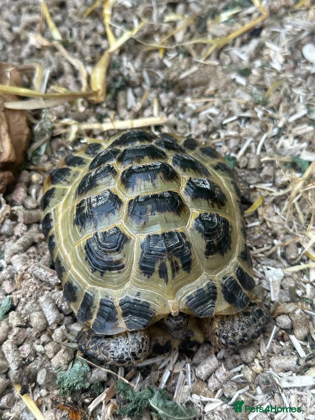 Tortoise reptiles for sale: Two adult horsefield tortoises with set up - Image 3