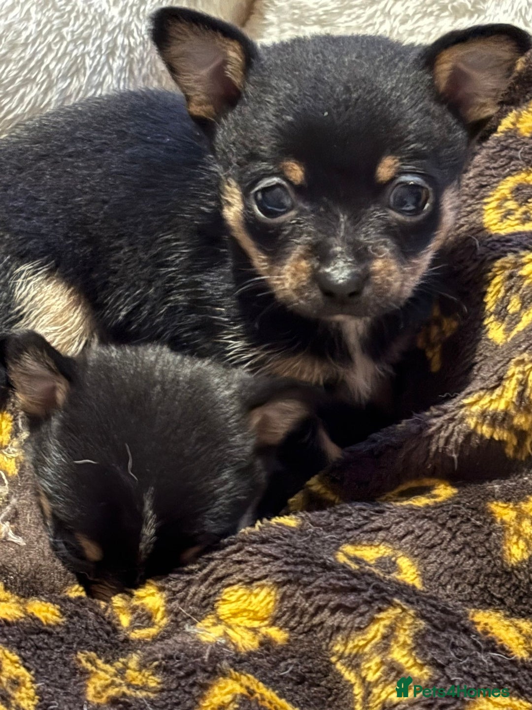 Chihuahua dogs for sale: 2 male chi pups for sale derby - Advert 2