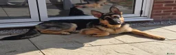 German Shepherd dogs for stud: Straight back stunning B&T Stud - Advert 13
