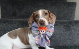 Miniature Dachshund dogs for sale: Adorable miniature dachshund puppies 3boys 1 girl - Advert 5