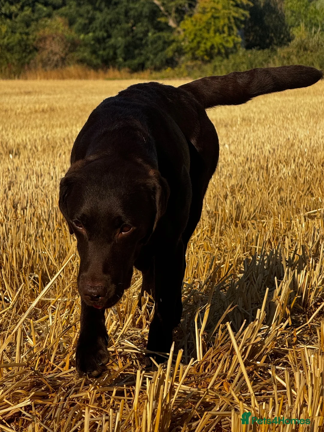 Labrador Retriever dogs for sale: Labrador puppies Kennel club health tested  - Advert 21