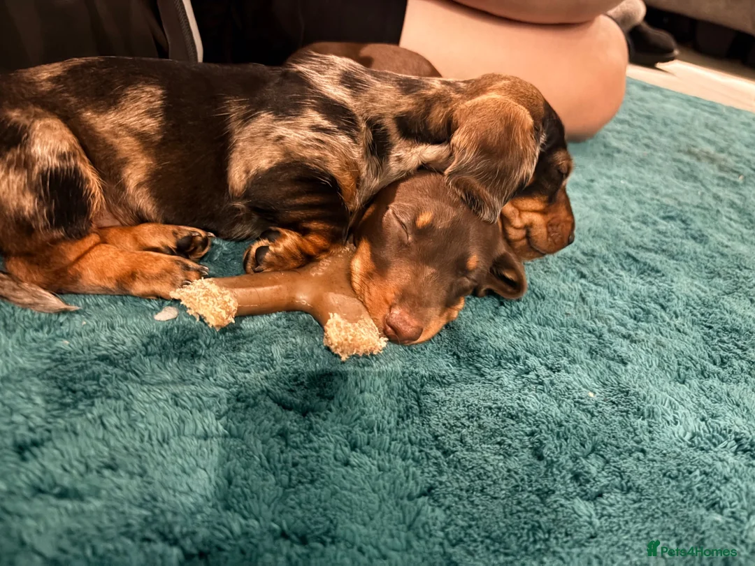 Miniature Dachshund dogs for sale: 1 Beautiful Miniature Dachshund Puppy left! 🩷 - Advert 2