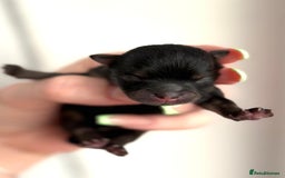 Pomeranian dogs for sale: 3 Little Girls Looking for Love! - Image 12