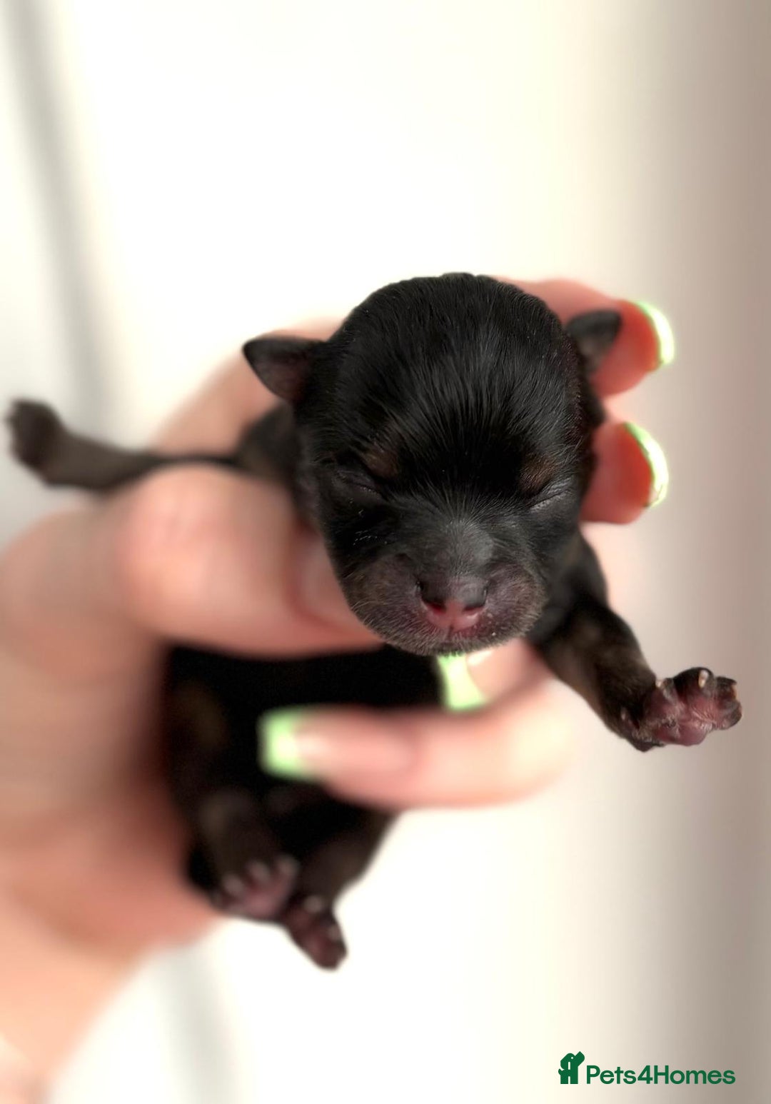 Pomeranian dogs for sale: 3 Little Girls Looking for Love! - Image 12