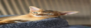Abyssinian 3 sold