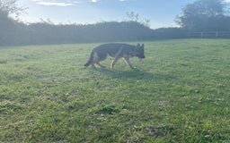 German Shepherd dogs for sale: 25 years experience breeding German Shepherds  - Image 18