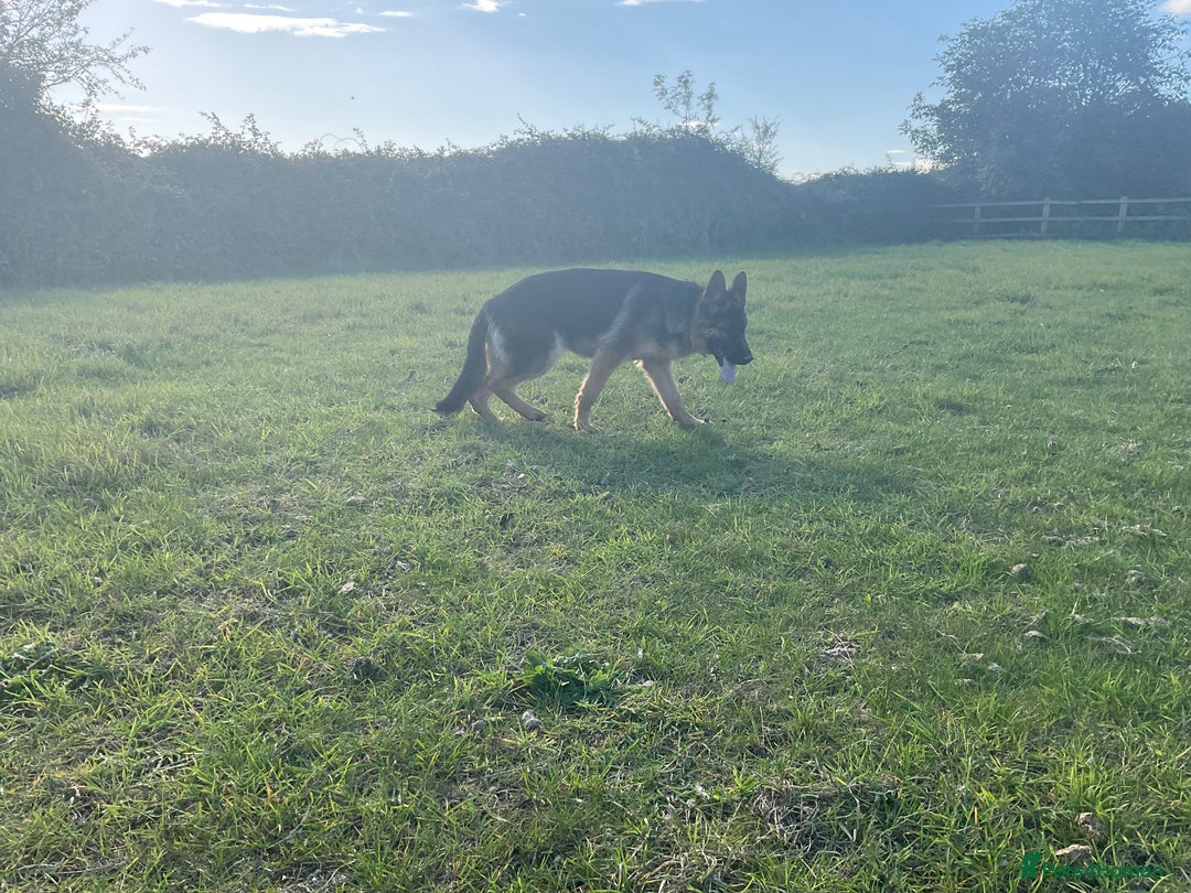 German Shepherd dogs for sale: 25 years experience breeding German Shepherds  - Image 18