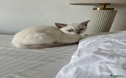 British Shorthair cats for sale: Light British Shorthair Kitten - Image 2