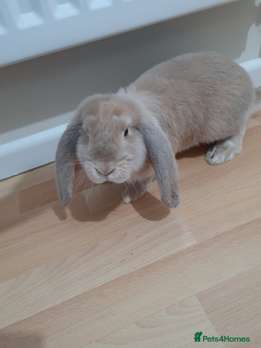 French Lop rabbits for sale: 14 week old French lops - Advert 6
