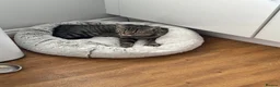 Mixed Breed cats for sale: Beautiful Silver & Black Tabby Cat - Advert 8