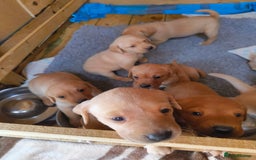 Labrador Retriever dogs for sale: Working lab pups - Image 3