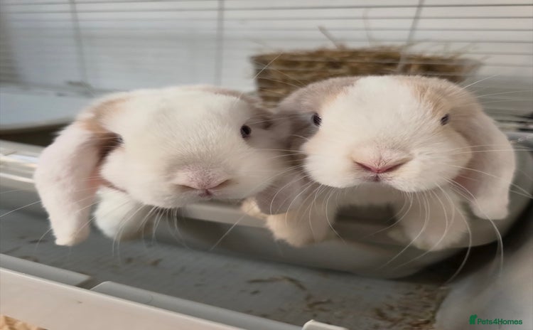 Mini Lop rabbits - Advert 16