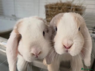 Mini Lop rabbits - Advert 17